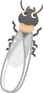 ヤマトシロアリの羽アリ